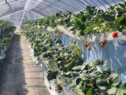 オクタファームに投稿された画像（2026/2/1）