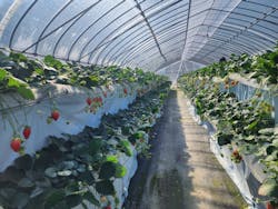 オクタファームに投稿された画像（2026/2/1）