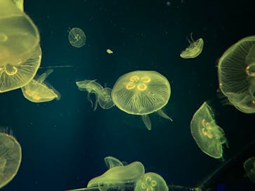 名古屋港水族館に投稿された画像（2026/2/1）