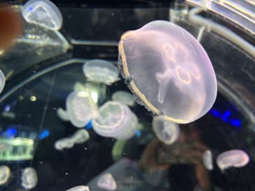 名古屋港水族館に投稿された画像（2026/2/1）