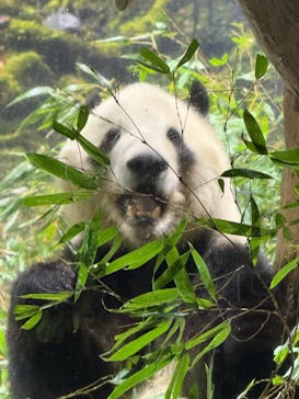 恩賜上野動物園に投稿された画像（2026/2/1）