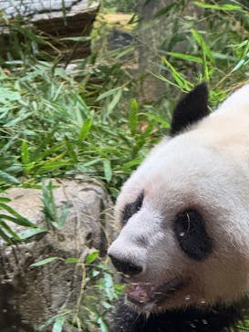 恩賜上野動物園に投稿された画像（2026/2/1）