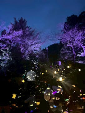 ぎふ灯り物語 ２０２６に投稿された画像（2026/2/1）