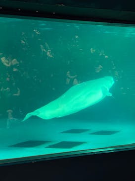 鴨川シーワールドに投稿された画像（2026/2/1）