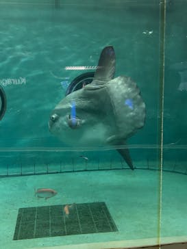 鴨川シーワールドに投稿された画像（2026/2/1）