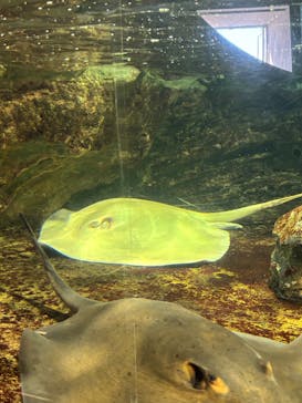 鴨川シーワールドに投稿された画像（2026/2/1）