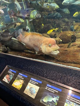 鴨川シーワールドに投稿された画像（2026/2/1）