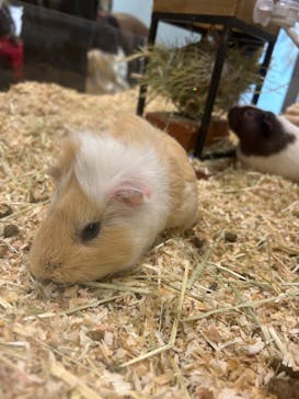 Moff animal cafe イオンモール新利府店に投稿された画像（2026/2/1）