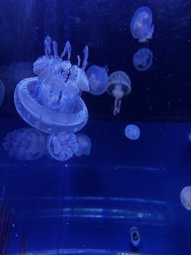 すみだ水族館に投稿された画像（2026/2/1）