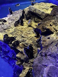 すみだ水族館に投稿された画像（2026/2/1）