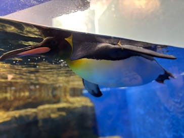 マクセル アクアパーク品川に投稿された画像（2026/2/2）