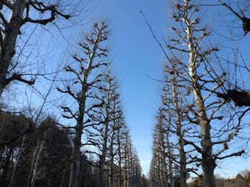 新宿御苑に投稿された画像（2026/2/2）