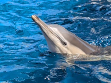 大分マリーンパレス水族館 「うみたまご」に投稿された画像（2026/2/2）