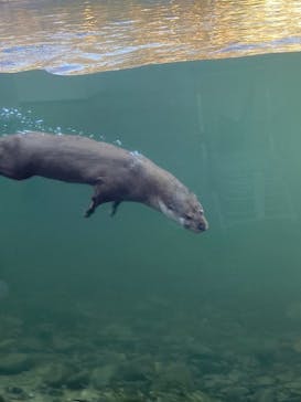 環境水族館アクアマリンふくしまに投稿された画像（2026/2/2）