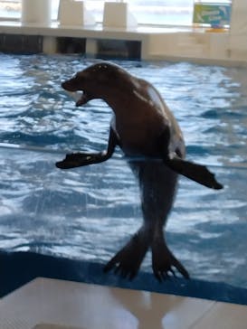 アクアワールド茨城県大洗水族館に投稿された画像（2026/2/2）