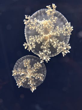 新江ノ島水族館に投稿された画像（2026/2/2）