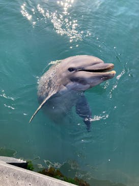 太地町立くじらの博物館に投稿された画像（2026/2/2）