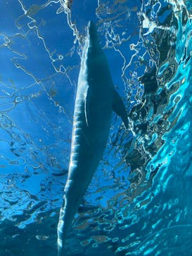 太地町立くじらの博物館に投稿された画像（2026/2/2）