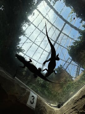 熱川バナナワニ園に投稿された画像（2026/2/2）