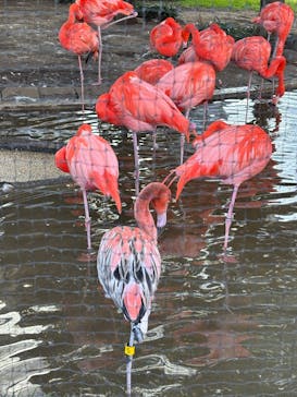 恩賜上野動物園に投稿された画像（2026/2/2）