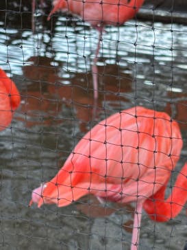 恩賜上野動物園に投稿された画像（2026/2/2）