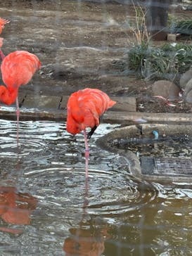 恩賜上野動物園に投稿された画像（2026/2/2）