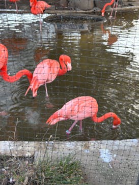 恩賜上野動物園に投稿された画像（2026/2/2）