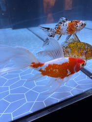 すみだ水族館に投稿された画像（2026/2/2）