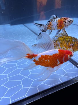 すみだ水族館に投稿された画像（2026/2/2）