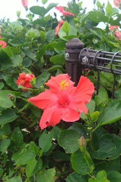 ラド観光株式会社　沖縄営業所に投稿された画像（2026/2/2）