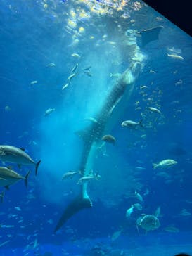 沖縄美ら海水族館に投稿された画像（2026/2/2）
