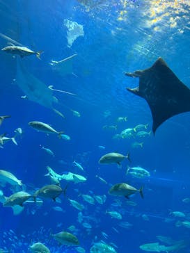 沖縄美ら海水族館に投稿された画像（2026/2/2）