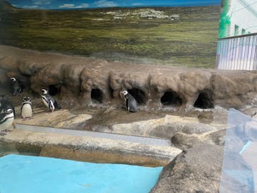 しながわ水族館に投稿された画像（2026/2/2）