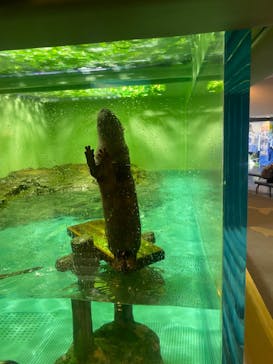 しながわ水族館に投稿された画像（2026/2/2）