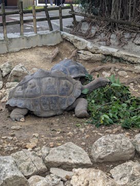 おきなわワールドに投稿された画像（2026/2/2）