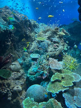 アクアワールド茨城県大洗水族館に投稿された画像（2026/2/2）