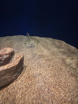 アクアワールド茨城県大洗水族館に投稿された画像（2026/2/2）