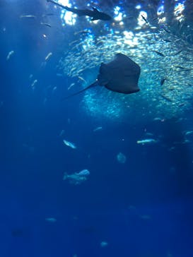 アクアワールド茨城県大洗水族館に投稿された画像（2026/2/2）