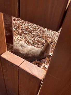 こども動物自然公園（埼玉県公園緑地協会）に投稿された画像（2026/2/3）