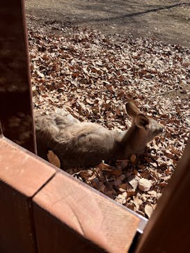 こども動物自然公園（埼玉県公園緑地協会）に投稿された画像（2026/2/3）