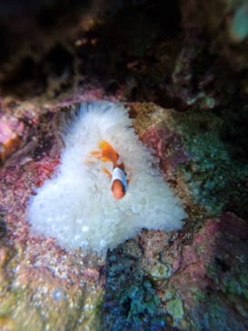 沖縄マリンサービス碧に投稿された画像（2026/2/3）