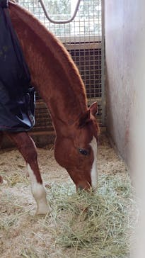 ノーザンホースパークに投稿された画像（2026/2/3）