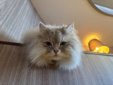 猫カフェモカ　渋谷センター街店に投稿された画像（2026/2/3）