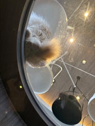 猫カフェモカ　渋谷センター街店に投稿された画像（2026/2/3）