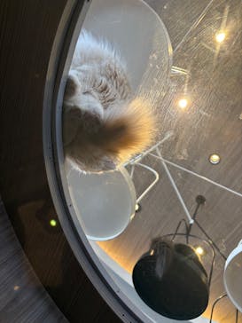 猫カフェモカ　渋谷センター街店に投稿された画像（2026/2/3）