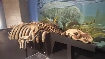 特別展「大絶滅展―生命史のビッグファイブ」に投稿された画像（2026/2/3）