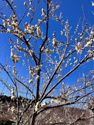 偕楽園本園に投稿された画像（2026/2/3）