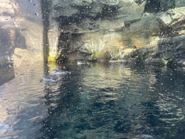 環境水族館アクアマリンふくしまに投稿された画像（2026/2/3）