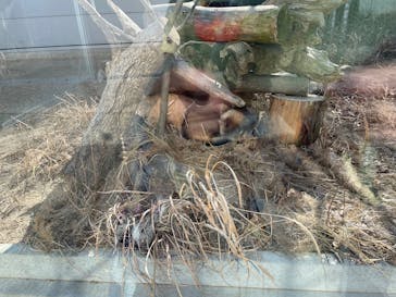 環境水族館アクアマリンふくしまに投稿された画像（2026/2/3）