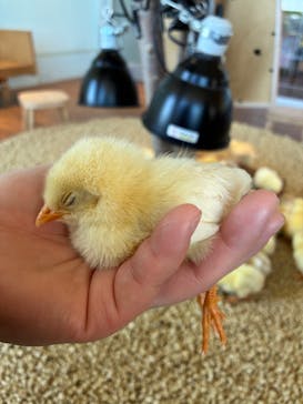 Moff animal cafe 小田原ダイナシティ店に投稿された画像（2026/2/3）